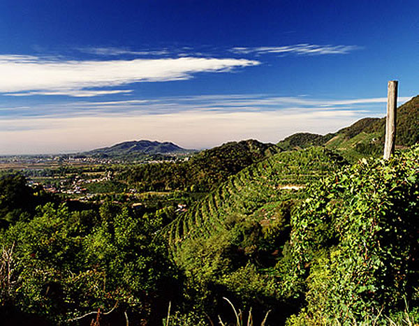 Tre Venezia Vineyards showing a terraced hillside vineyard