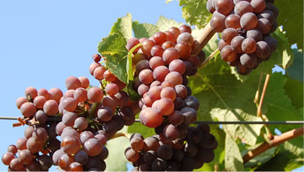 Pinot Grigio white wine grape clusters hanging on the vine