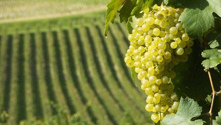 Prosecco Grape clusters hanging on the vine with vineyard rows in the background