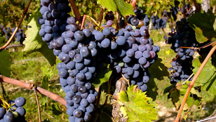 Sangiovese wine grape cluster hanging on the vine